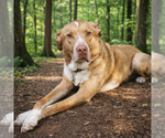 Small #5 Labrador Retriever Mix