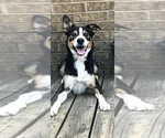 Small Photo #1 Border Collie Puppy For Sale in LAKE DALLAS, TX, USA