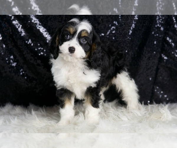 Medium Photo #4 Cavapoo Puppy For Sale in WARSAW, IN, USA