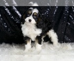 Small #3 Cavapoo