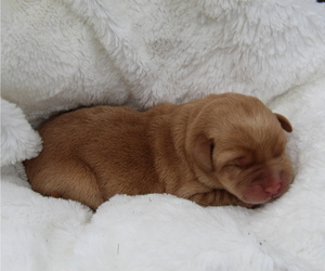 Medium Labrador Retriever