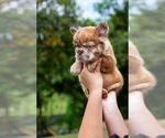 Small #7 French Bulldog