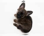 Image preview for Ad Listing. Nickname: CKC Evie