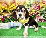 Image preview for Ad Listing. Nickname: Beagles