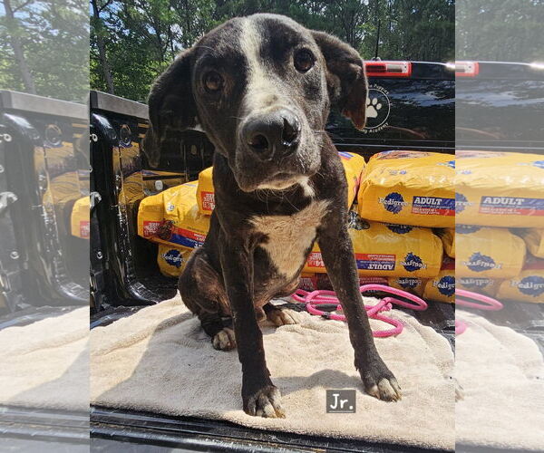 Medium Photo #2 Labrador Retriever-Unknown Mix Puppy For Sale in Corinth, MS, USA