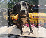 Small #1 Labrador Retriever Mix