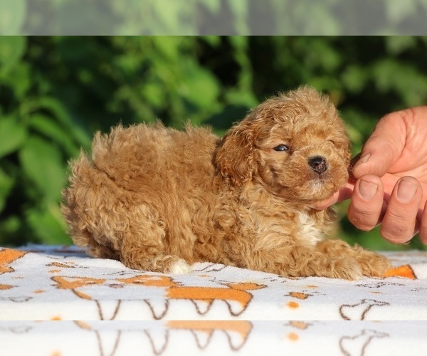 Medium Photo #11 Poodle (Toy) Puppy For Sale in DYERSBURG, TN, USA