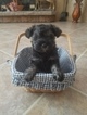 Small Photo #1 Schnauzer (Miniature) Puppy For Sale in MAYSVILLE, NC, USA