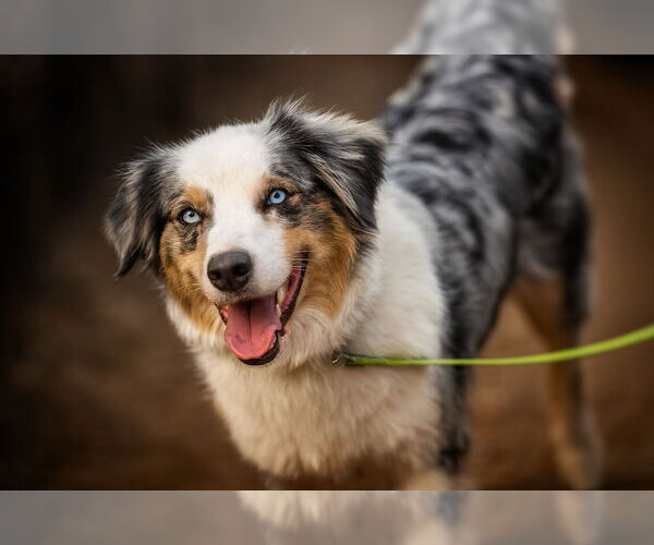 Medium Photo #2 Anatolian Shepherd Puppy For Sale in Bardstown, KY, USA