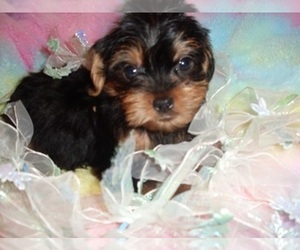 Yorkshire Terrier Puppy for Sale in JACKSON, Mississippi USA