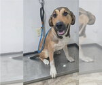 Small #11 Anatolian Shepherd Mix