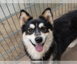 Small Gerberian Shepsky