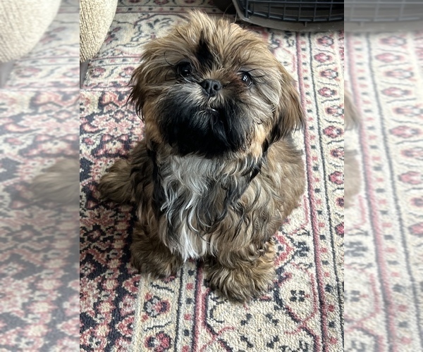 Medium Photo #2 Shih Tzu Puppy For Sale in IRON, MN, USA