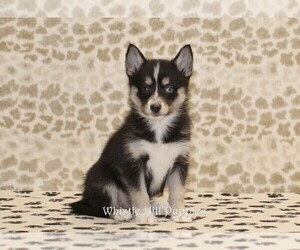 Pomsky Puppy for sale in DENVER, PA, USA