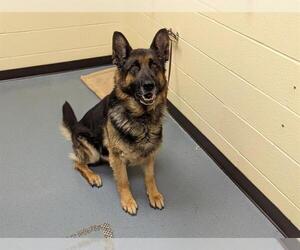 German Shepherd Dog Dogs for adoption in Denver, CO, USA