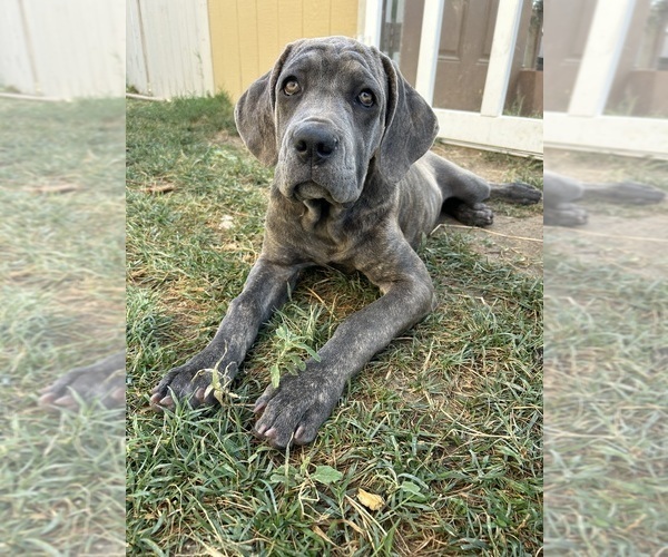 Medium Photo #3 Cane Corso Puppy For Sale in WEATHERFORD, TX, USA