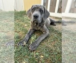 Small #2 Cane Corso