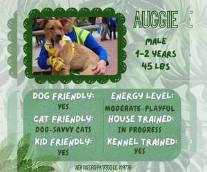 American Staffordshire Terrier-Unknown Mix Dogs for adoption in New Oxford , PA, USA