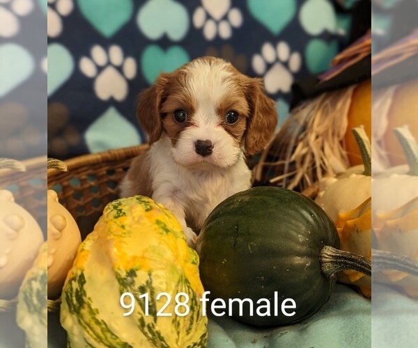 Full screen Photo #1 Cavalier King Charles Spaniel Puppy For Sale in CLARE, IL, USA