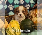 Small Cavalier King Charles Spaniel