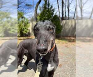 Rolo - Male Greyhound Dog for Adoption - Photo #3