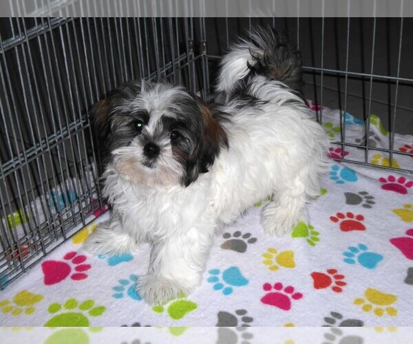 Medium Photo #5 Mal-Shi Puppy For Sale in ORO VALLEY, AZ, USA