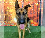 Small German Shepherd Dog
