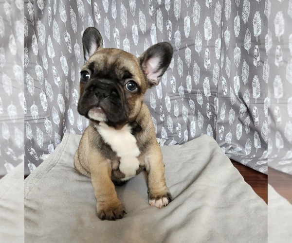 Full screen Photo #3 French Bulldog Puppy For Sale in MORGANTOWN, PA, USA
