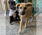 Small Photo #2 Labrador Retriever-Unknown Mix Puppy For Sale in Dana Point, CA, USA