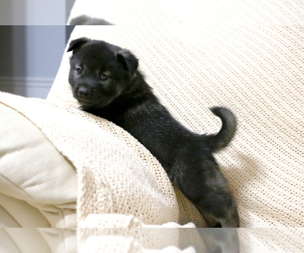 Medium Photo #1 Norwegian Elkhound Puppy For Sale in PAGELAND, SC, USA