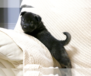 Norwegian Elkhound Dog for Adoption in PAGELAND, South Carolina USA
