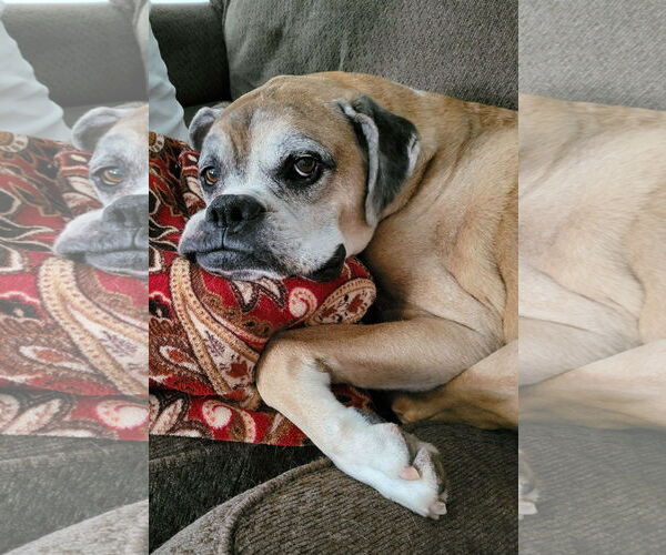 Medium Photo #1 Boxer Puppy For Sale in Burnsville, MN, USA