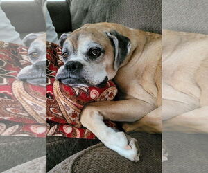 Boxer Dogs for adoption in Burnsville, MN, USA