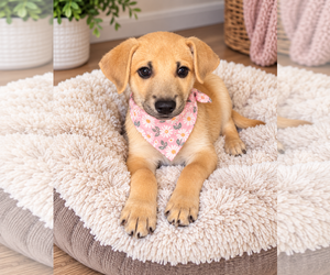 Aussiedor Dogs for adoption in Phoenix, AZ, USA