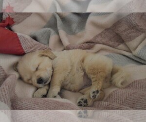 English Cream Golden Retriever Puppy for sale in WESTLAKE VILLAGE, CA, USA