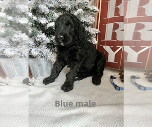 Bernedoodle Puppy for sale in BEDFORD, IN, USA