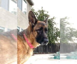 German Shepherd Dog Dogs for adoption in Modesto, CA, USA