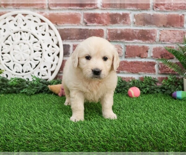 Medium Photo #1 English Cream Golden Retriever Puppy For Sale in SYRACUSE, IN, USA