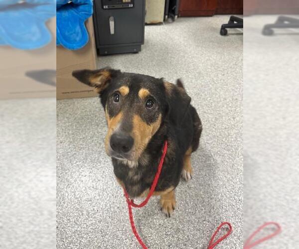 Medium Photo #1 Basset Hound-German Shepherd Dog Mix Puppy For Sale in Pasadena, TX, USA