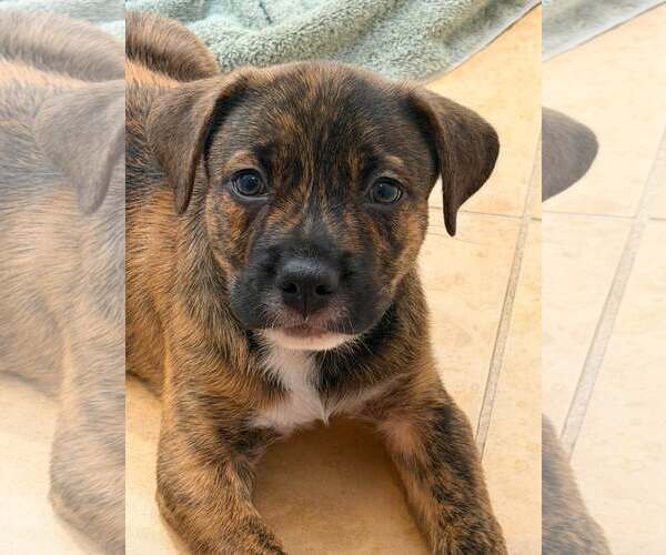 Medium Photo #4 Mutt Puppy For Sale in Mount Pleasant, SC, USA