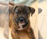 Small #3 Mutt