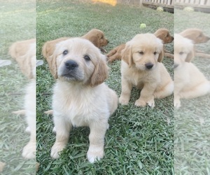 Golden Retriever Puppy for sale in RIVERSIDE, CA, USA