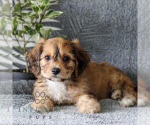 Cavachon Puppy for sale in GORDONVILLE, PA, USA