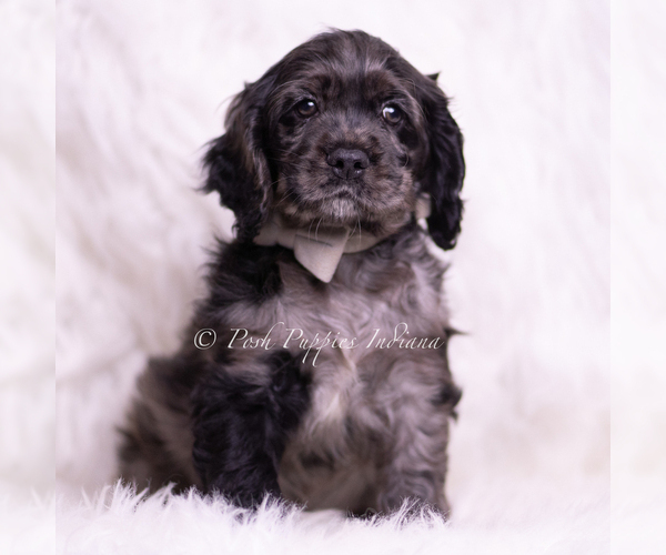 Medium Photo #3 Cocker Spaniel Puppy For Sale in WARSAW, IN, USA