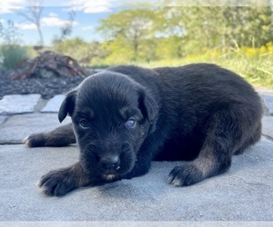 Australian Shepherd Puppy for sale in LODA, IL, USA