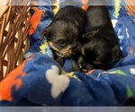 Small Photo #21 Yorkshire Terrier Puppy For Sale in BRIDGETON, NJ, USA