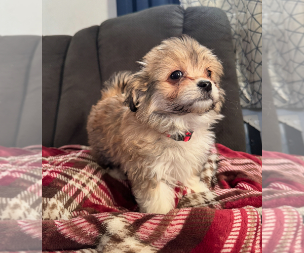Medium Photo #1 Maltese-Maltipom Mix Puppy For Sale in HUDSON, MA, USA