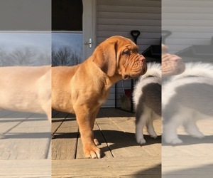 Dogue de Bordeaux Puppy for sale in SAVOY, MA, USA