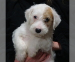 Small #4 Parson Russell Terrier