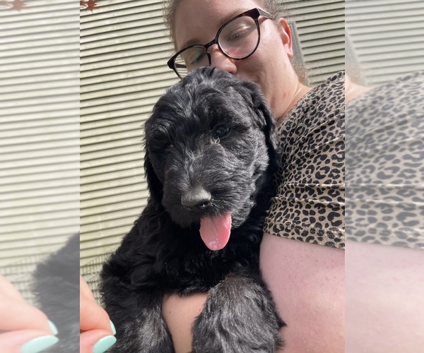 Medium Photo #1 Schnoodle (Giant) Puppy For Sale in CARVER, MA, USA